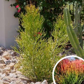 Firesticks Euphorbia - Euphorbia tirucalli