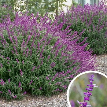 Mexican Bush Sage - Salvia leucantha