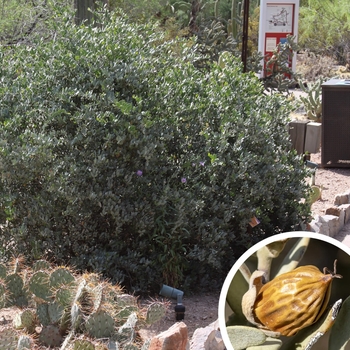 Jojoba (Goat Nut) - Simmondsia chinensis