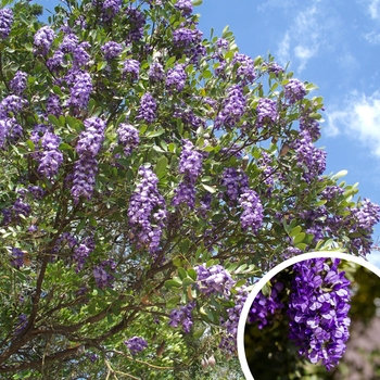 Sophora secundiflora - Texas Mountain Laurel