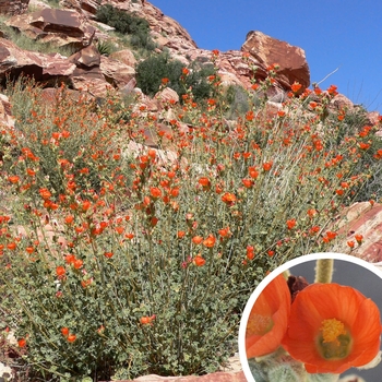 Globe Mallow - Sphaeralcea ambigua