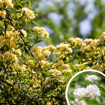 Lady Bank's (Tombstone) Rose - Rosa banksiae