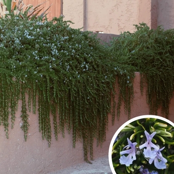 Trailing Rosemary - Rosmarinus officinalis 'Prostratus'