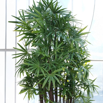 Lady Palm - Rhapis excelsa