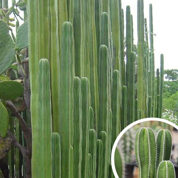 Mexican Fence Post Cactus - Pachycereus marginatus (Stenocereus marginatus)