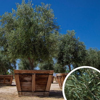 Olea europaea 'Swan Hill' - Swan Hill Olive Trees