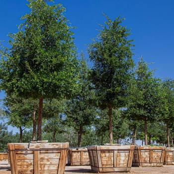 Quercus virginiana - Southern Live Oak