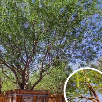 American Mesquite Tree - Prosopis Americana