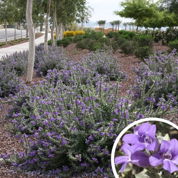 Blue Bells - Eremophila hygrophana 'Blue Bells'