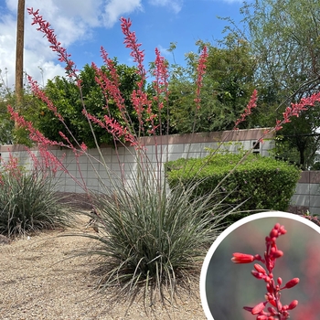 Red Yucca - Hesperaloe parviflora