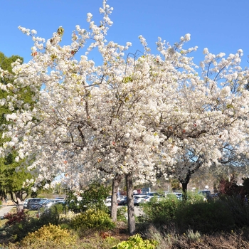 Evergreen (Flowering) Pear - Pyrus kawakamii