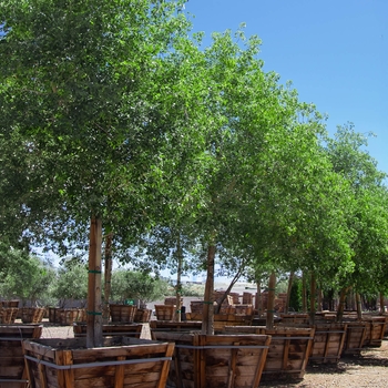 Dalbergia sisso - Sissoo / Indian Rosewood