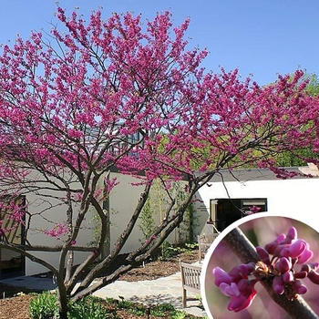 Cercis reniformis 'Oklahoma' - Oklahoma Redbud