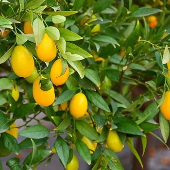 Limequat - Citrus floridana
