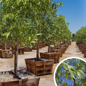 Ghost Gum - Eucalyptus papuana