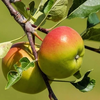 Anna Apple - Malus domestica 'Anna'