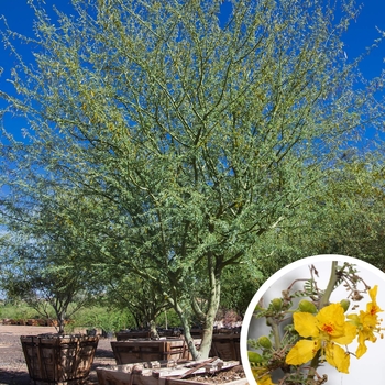 Parkinsonia praecox (Cercidium praecox) - Palo Brea