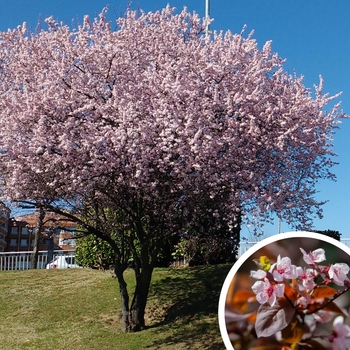Prunus cerasifera - Purple Leaf Plum