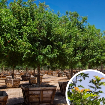 Brazilian Pepper Trees - Schinus terebinthifolius 