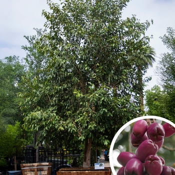 Jamun Plum - Syzygium jambolana