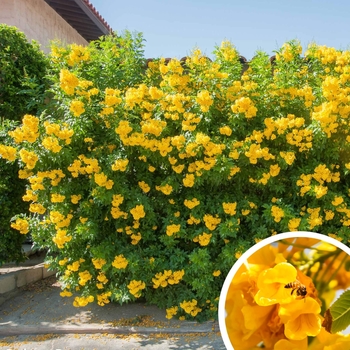 Arizona Yellow Bells - Tecoma stans angustata