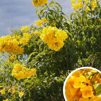 Arizona Yellow Bells - Tecoma stans angustata