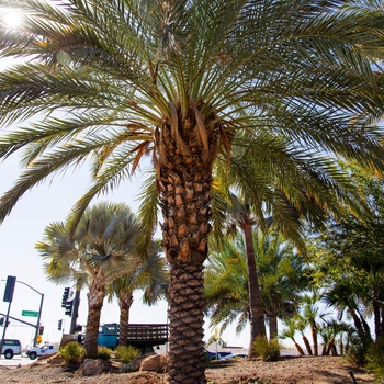 Date Palm - Phoenix dactylifera