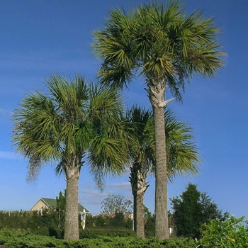 Sabal Palm - Sabal palmetto