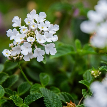 White Trailing Lantana - Lantana montevidensis
