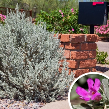 Texas Ranger Sage - Leucophyllum frutescens