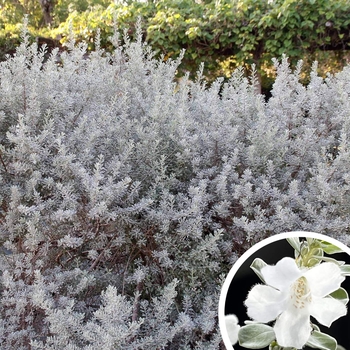 White Cloud Texas Sage - Leucophyllum frutescens 'White Cloud'