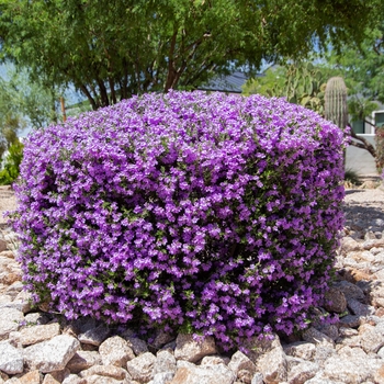 Green Cloud Texas Sage - Leucophyllum frutescens 'Green Cloud'