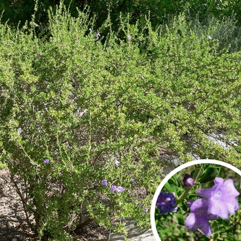 Chihuahuan Sage - Leucophyllum laevigatum