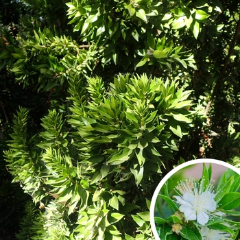 Twisted Myrtle - Myrtus communis 'Boetica'