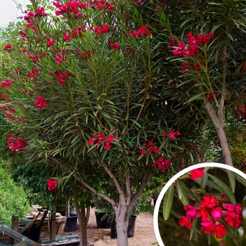 Nerium oleander - Oleander