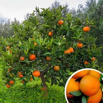 Citrus sinensis 'Washington' - Washington Navel Orange