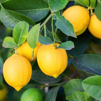 Eureka Lemon - Citrus limon 'Eureka'