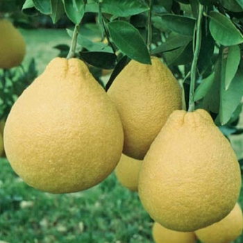 Citrus maxima - Pummelo