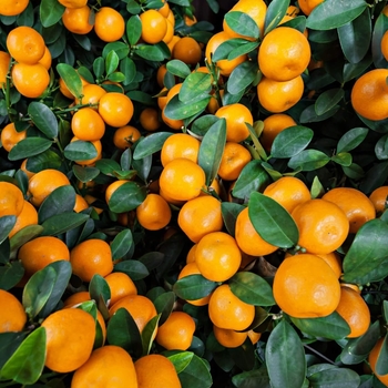 Fremont Mandarin - Citrus reticulata 'Fremont'