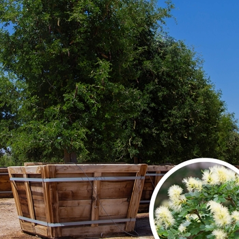 Ebenopsis ebano x Pithecellobium flexicaule - Texas Ebony