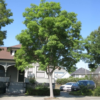 Fraxinus angustifolia - Raywood Ash