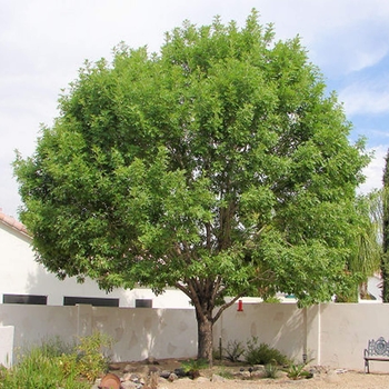 Fraxinus uhdei 'Majestic' - Majestic Beauty Ash