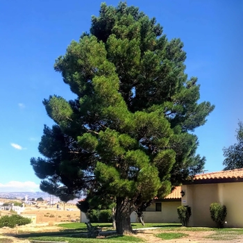 Afghan Pine - Pinus brutia 'eldarica'