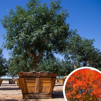 Pistacia chinensis 'Red Push' - Red Push Chinese Pistache