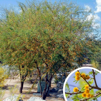 Vachellia farnesiana (Acacia farnesiana) - Sweet Acacia