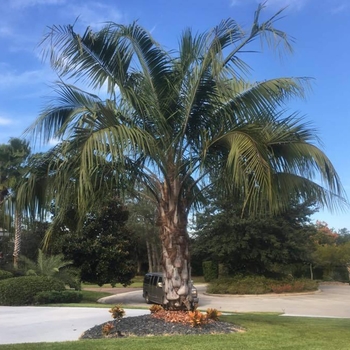 Mule Palm - Butiagrus nabonnandii