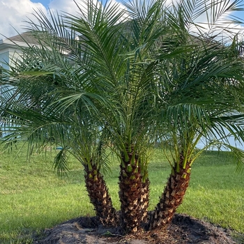 Pygmy Date Palm - Phoenix roebelenii