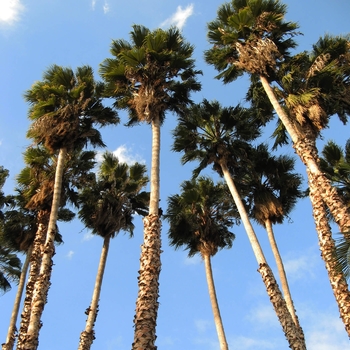 Mexican Fan Palm - Washingtonia robusta