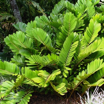 Cardboard Palm - Zamia furfuracea