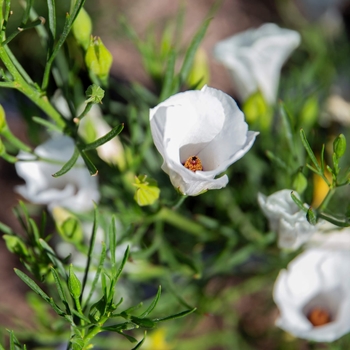 Red Centered Hibiscus - Alyogyne hakeifolia